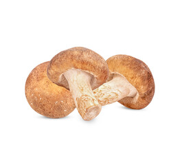 Fresh Shiitake mushroom isolated on transparent background (.PNG)