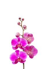 Isolated Pink orchid flowers on a transparent background. Exotic flowers