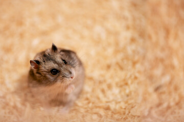 Fototapeta na wymiar Hamster standing on hind legs and looking up, top view