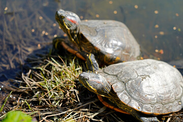 Obraz premium A picture of many red-eared slider terrapin turtles florida in swamp