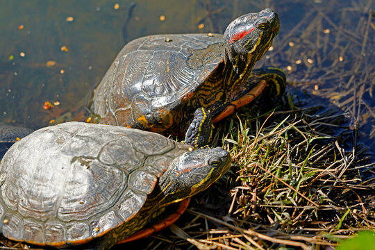 A picture of many red-eared slider terrapin turtles florida in swamp