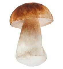 Cep mushroom isolated on white background
