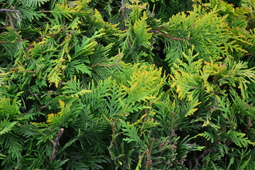 Thick, green twigs like a Christmas tree. Yellow-green background.