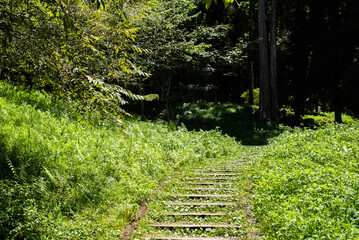 stairs in the forest