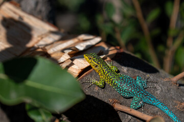 Lagartija chilena