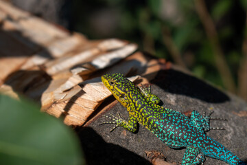 Lagartija Chilena