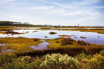 Atlantic Coast Marsh in Autumn