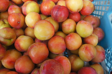 すもも　プラム