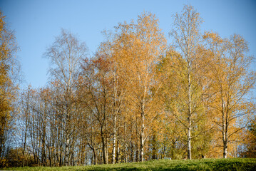 Fototapeta premium Autumn trees with yellow leaves in the park