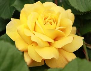 Beautiful yellow English fragrance rose in the cottage garden in spring and summer