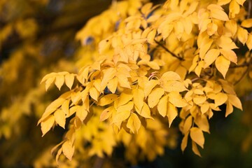 Last roses in October.The last autumn roses in the garden,selective focus, boke.