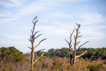 Heron Atop Dead Tree