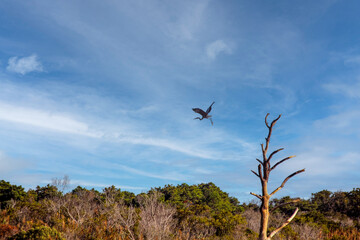 Heron Flying Away From Perch