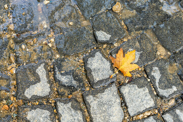 Single yellow maple autumn leaf standing among wet and dry ground stones as texture background. Deciduous leaf, autumn concept. Selective focus. Copy space for text.	
