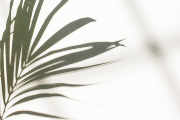 Palm leaf shadow sunlight on beautiful abstract white wall background texture