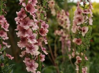 Lovely long stem exotic flowers in the English cottage and wildflower garden