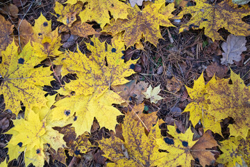 fallen maple leaves on the ground
