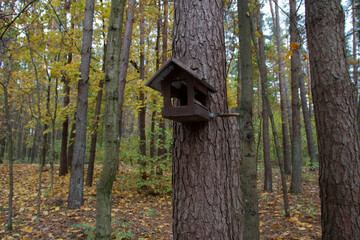 photo bird feeders in the  forest
