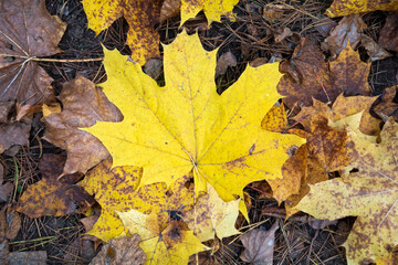  photo fallen leaves in the forest on the grass
