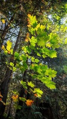 Fototapeta premium autumn in the forest