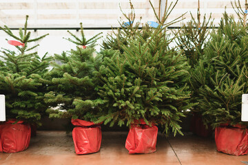 Christmas trees in a red pots for sale on a shop