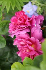 Vertical photo of focus Pink rose English fragrance rose name Princess Ann from David Austin in the English cottage garden in spring and summer