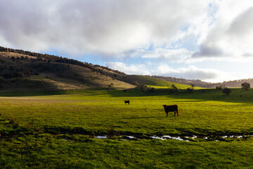 Obraz premium Landscape Near New Norfolk in Tasmania Australia