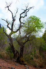 Arboles
