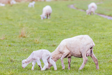 Obraz na płótnie Canvas Field of Sheep in Tasmania Australia