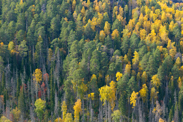 Colorful yellow green autumn forest from pine and birch trees. Autumn siberian taiga. Top view