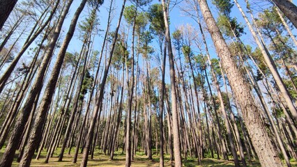 Trees in the garden of Thailand