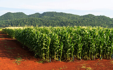 Fototapeta na wymiar corn field.Corn planting experimental field.