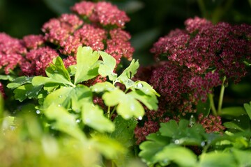 Closeup shot of beautiful reddish pink Orpine plant flowers with green accents in a garden