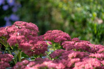 Closeup shot of beautiful reddish pink Orpine plant flowers with green accents in a garden