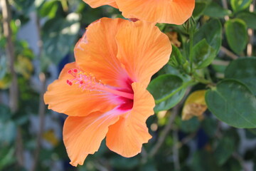 orange hibiscus flower