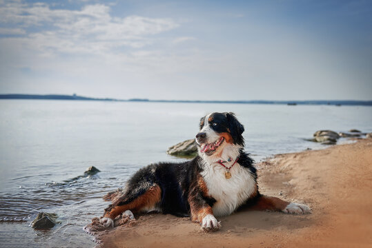 Dog breed Bernese mountain dog portrait close-up