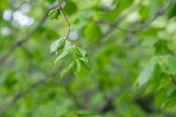 Bright green leaves of Tilia Koreana Nakai Tilia amurensis, Amur lime or Amur linden . Linden tree in spring