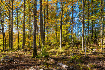 Fototapeta premium autumn forest in the autumn