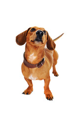 closeup portrait of a dachshund dog