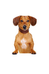 closeup portrait of dachshund dog with blank board