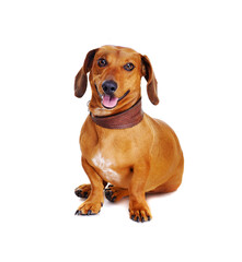 dachshund dog with football ball on his head