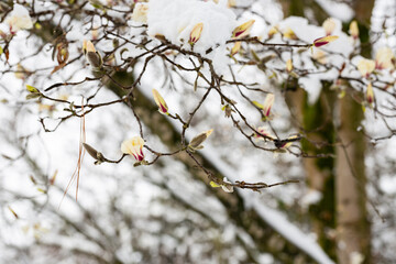 unexpected cold snap. Snow on flowering trees, white magnolia flowers in the snow close up