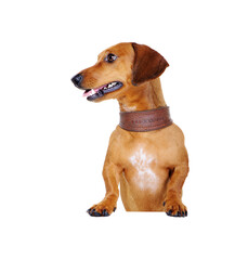 dachshund dog with blank board looking to the side