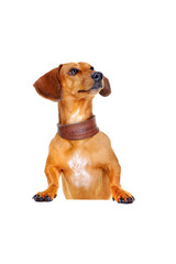 dachshund dog with blank board looking up