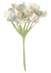 watercolor dried flowers isolated on white background. Hand drawn wildflowers illustration. Flower clipart. Autumn design to fashion fabric, textile, cover, wrapping paper product, blog, cloth