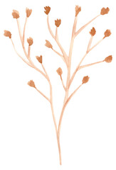 watercolor dried flowers isolated on white background. Hand drawn wildflowers illustration. Flower clipart. Autumn design to fashion fabric, textile, cover, wrapping paper product, blog, cloth
