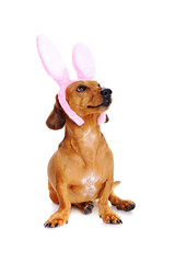 dog wearing bunny ears