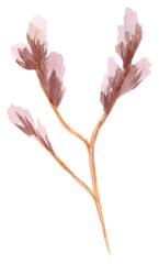 Obraz premium watercolor dried flowers isolated on white background. Hand drawn wildflowers illustration. Flower clipart. Autumn design to fashion fabric, textile, cover, wrapping paper product, blog, cloth