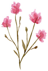 watercolor dried flowers isolated on white background. Hand drawn wildflowers illustration. Flower clipart. Autumn design to fashion fabric, textile, cover, wrapping paper product, blog, cloth