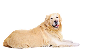 golden retriever laying on the floor